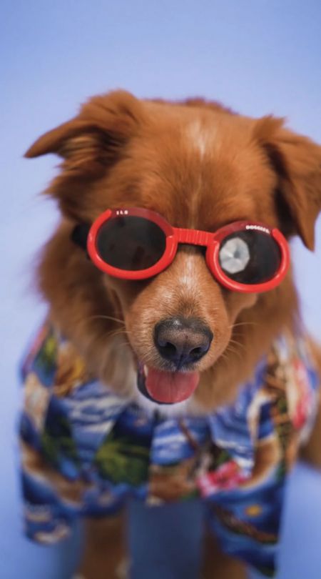 Erlebe Versicherungen neu mit vefive zum Thema Tiere & Freizeit